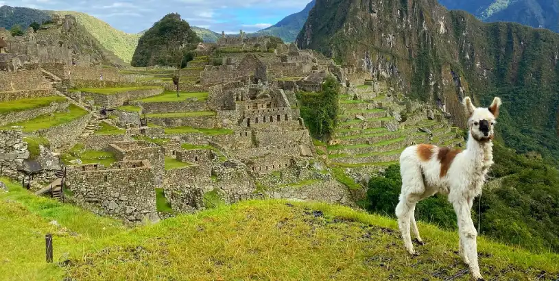small llama in Machu Picchu citadel